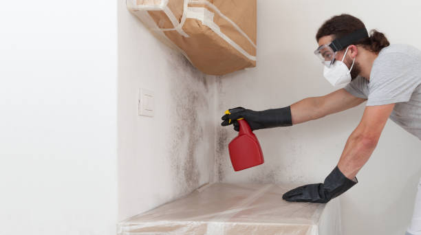 Professional Attic Mold Remediation technician working in Hudson, FL