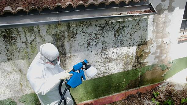 Top rated local Attic Mold Remediation specialists in Hudson, FL